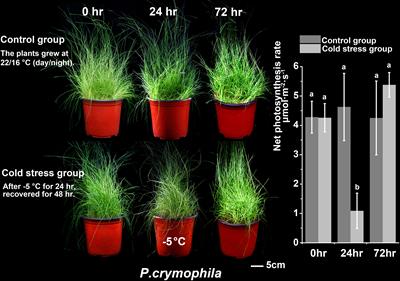 Flexible response and rapid recovery strategies of the plateau forage Poa crymophila to cold and drought